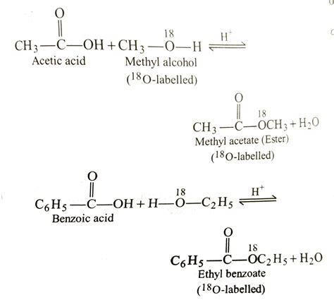 Explain The Mechanism Of Esterification Carboxylic Acids