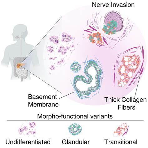 Mapping functional to morphological variation reveals the basis of ...