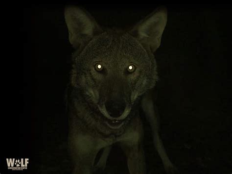 Why Do Wolves’ Eyes Glow In the Dark? | Wolf Conservation Center