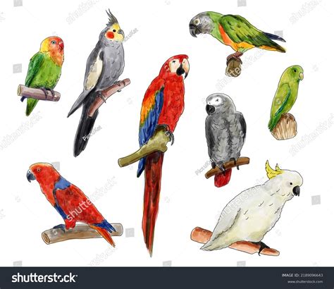 64 Eclectus Parrot Drawing Gambar Foto Stok And Vektor Shutterstock