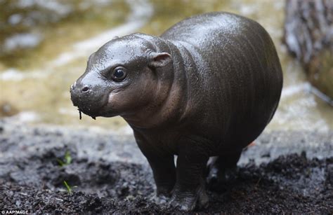 Pygmy hippo calf makes a splash at Melbourne Zoo during first public ...