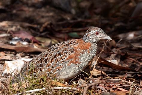 Keeping and breeding the painted button quail - Aviculture Hub