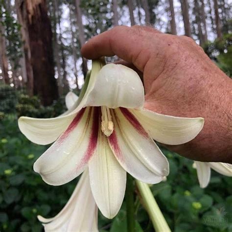 Cardiocrinum giganteum