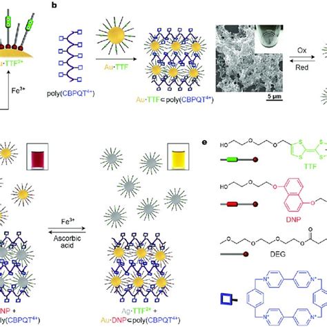 Inducing Nanoparticle Self Assembly Using Metal Ions A Selfassembly