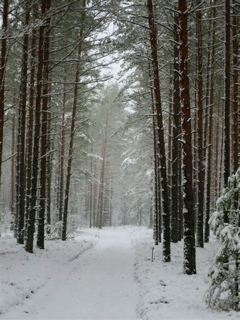 Paisaje La Carretera Nieve - Foto gratis en Pixabay - Pixabay