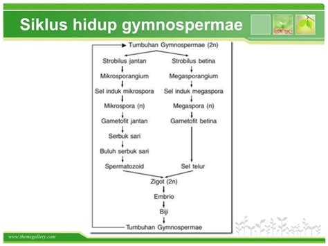 Sistem Reproduksi Tumbuhan Ppt