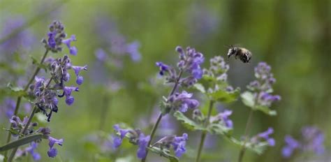 Plants That Repel Mosquitoes - An Expert Guide To Organic Pest Control - How I Get Rid Of