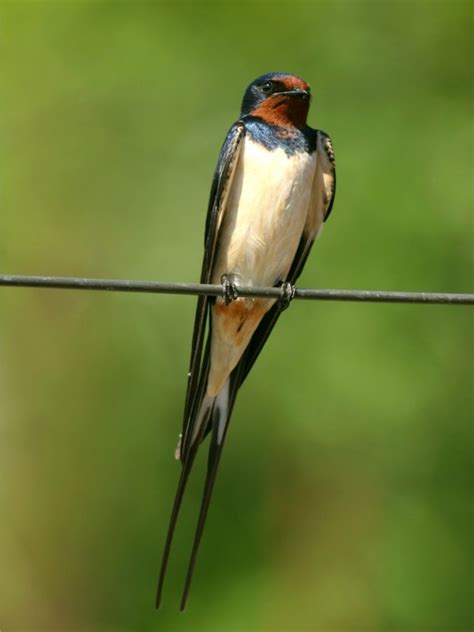 Hirondelle Rustique Hirundo Rustica Hirundinidés Les Mésanges