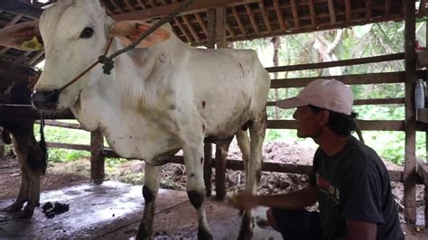 Ketersediaan Hewan Kurban Di Temanggung Dipastikan Aman