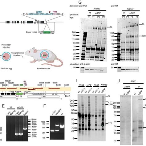 Pkd1 Egfp Knock In Mouse Generation A Schematics Of Pkd1 Knock In