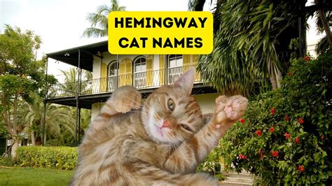 100+ Hemingway Cat Names for Polydactyl Cats Pin by egor mikhaylov on ...