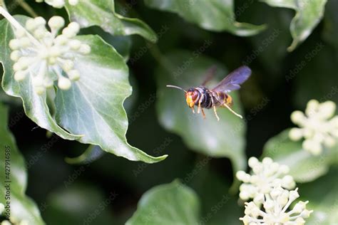 Frelon à patte jaune Frelon asiatique Vespa velutina nigrithorax sur