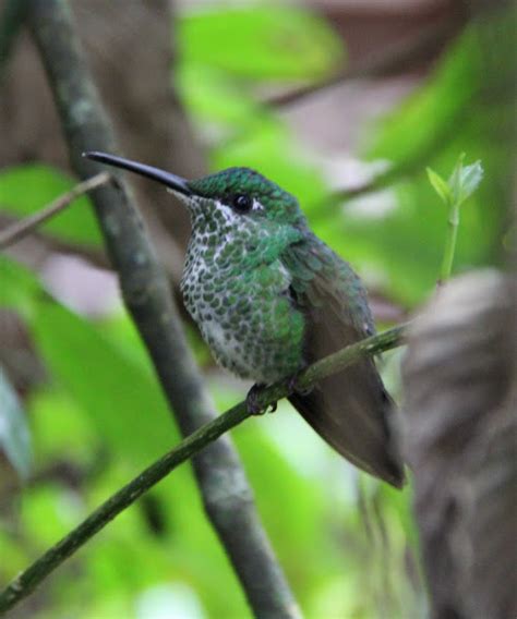 Green Crowned Brillant Female Project Noah