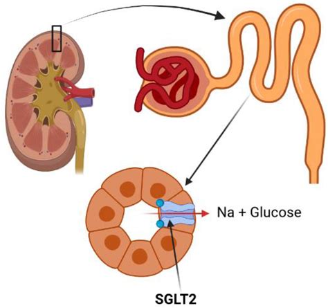 Jcm Free Full Text Mechanistic View On The Effects Of Sglt2