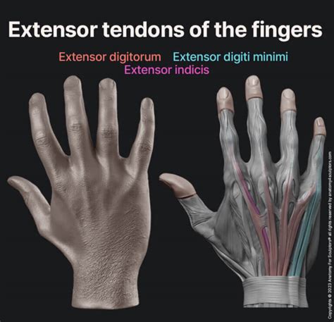 Realistic Hand Tendons Veins Fat And More Anatomy For Sculptors