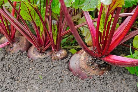 How Long Does it Take Beets to Grow? -- Not Long