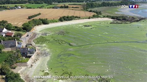 Bretagne Nouvelle Invasion D Algues Vertes