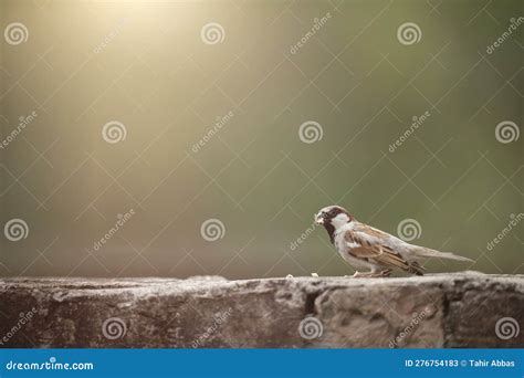 Cute House Sparrow Bird On Brick Wall Stock Image Image Of Feather