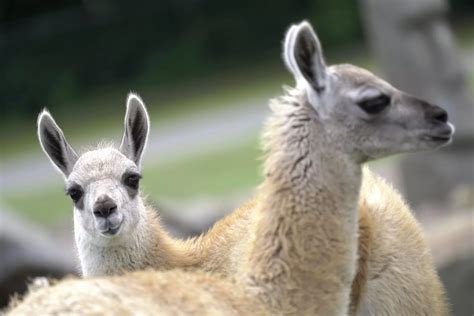 Guanako - Serengeti Park