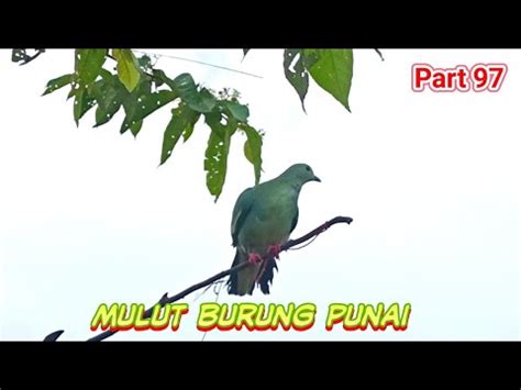 Mulut Burung Punai Biar Hujan Pulut Lidi Masih Lengket YouTube