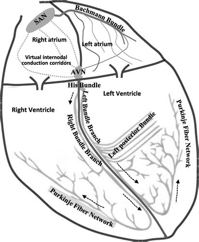 Conduction System Of The Heart Black And White