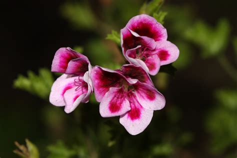 Free Images Nature Blossom Flower Petal Bloom Pollen Spring