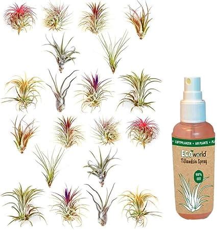 Ecoworld Luftpflanzen Echt St Ck Tillandsia Spray F R Kr Ftige Und