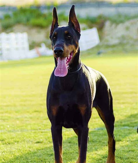 The Doberman Temperament – Intelligent, Energetic and Loyal