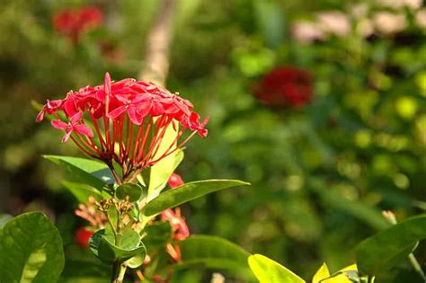 Dwarf Ixora Care Guide Varieties Growing Info Tips Green And Vibrant