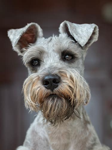 Schnauzer Nain D Couvrez Tous Les Secrets De Ce Petit Chien L Gant