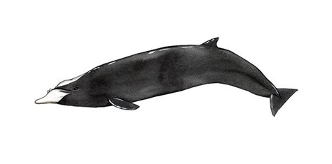 Hubb S Beaked Whale Marysya Rudska