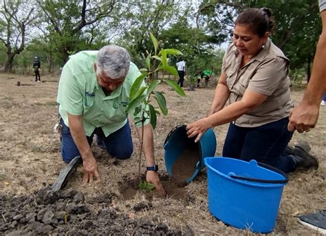 Prev N Plantar Rboles Este A O En Zona De La Fmo Ues Diario El