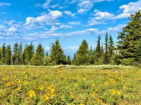 Mt Emily Summit Road, Umatilla National Forest – Praise Photography