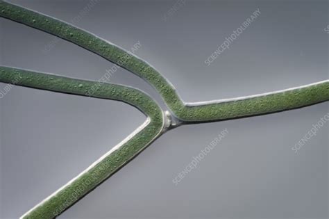 Scytonema Hyalinum Cyanobacteria Light Micrograph Stock Image C