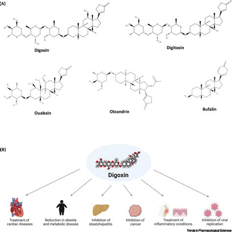 Digoxin As An Emerging Therapy In Noncardiac Diseases Trends In