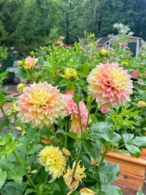 How To Overwinter Dahlias Stacy Ling