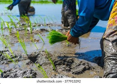 Cultivation Rice Complex Timeconsuming Processes Planting Stock Photo ...