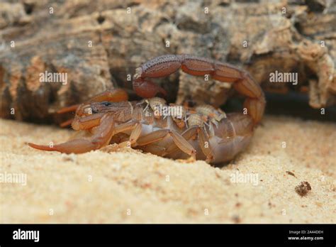 Scorpions Mating Hi Res Stock Photography And Images Alamy