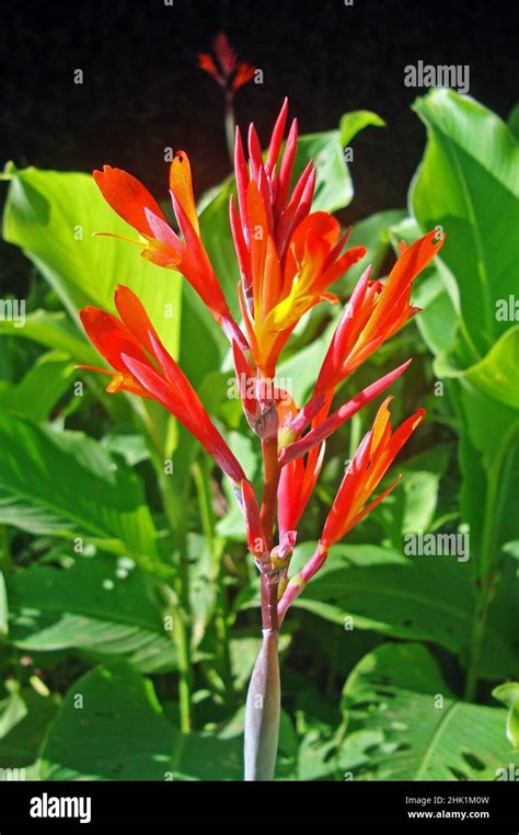 Red Canna Flowers Canna Generalis Stock Photo Alamy