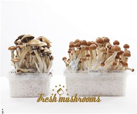 Magic Mushroom Grow Kit Golden Teacher Kosmic Kitchen