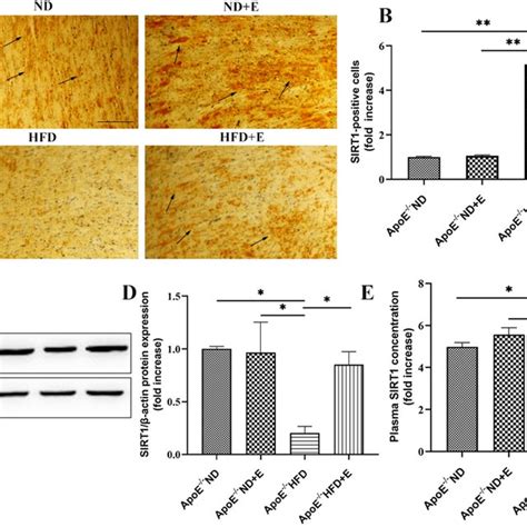 SIRT1 Expression In Cardiac Tissue In The Three Groups After 12 Weeks