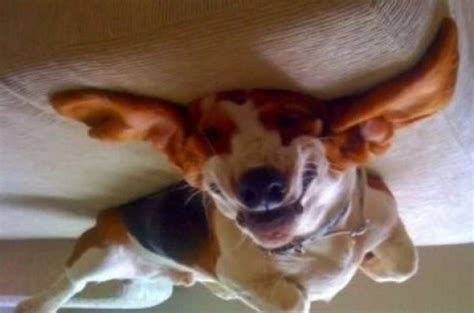 Ten of the Craziest and Funniest Basset Hounds You'll Ever See