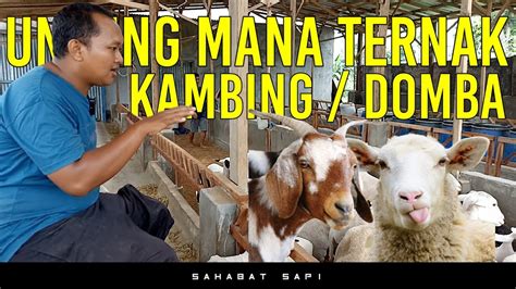 Untung Mana Ternak Kambing Atau Domba Pentingnya Memilih Jenis Ternak