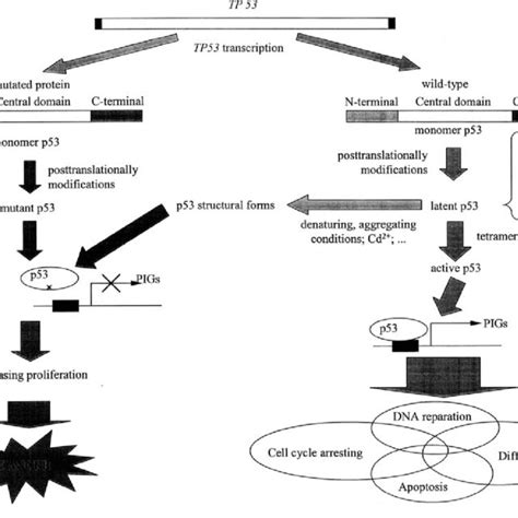 Simplified scheme of protein p53 function. | Download Scientific Diagram