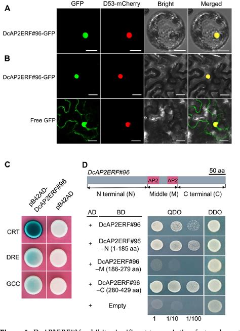 Figure 8 From Genome Wide Identification Of AP2 ERF Transcription