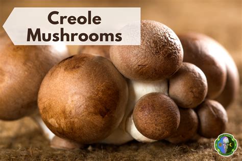 10 Best Cremini Mushrooms Substitutes