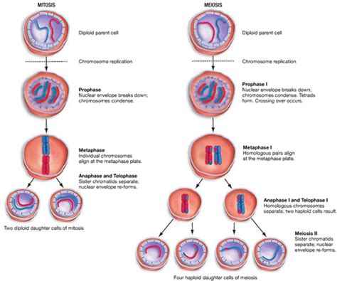 Cellular Replication Flashcards | Quizlet