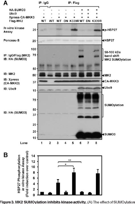 Figure 3 From Mk2 Sumoylation Regulates Actin Filament Remodeling And