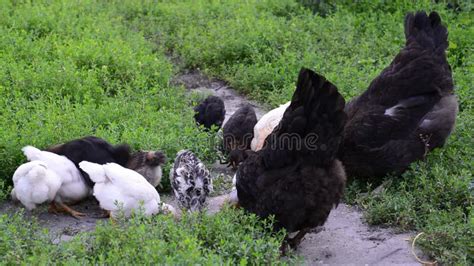 Chickens Pecking For Food In The Grass On A Free Range Farm Stock