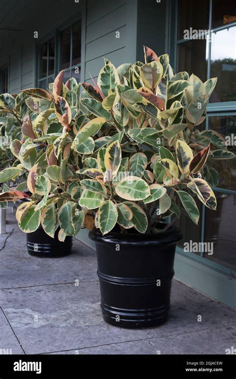 Ficus elastica 'Variegata' Stock Photo - Alamy